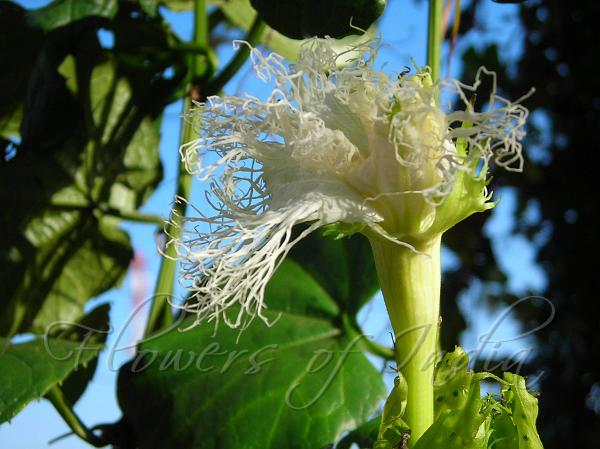 Bitter Snake Gourd